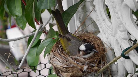 年月表 鳥在冷氣築巢風水